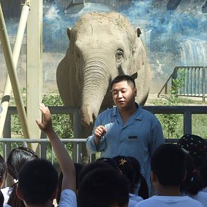 Asian elephant education