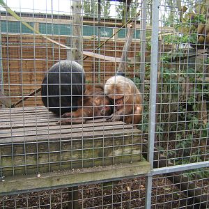 Stump-tailed Macaques