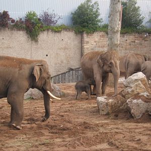 Asian Elephant family