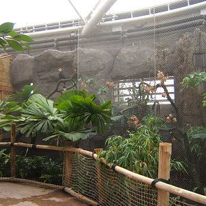 View of Rhinoceros Hornbill Aviary in Monsoon Forest