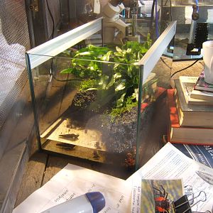 Red Vampire Crab and exhibit