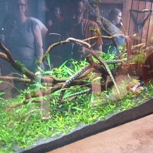 View of Tentacled Snake exhibit