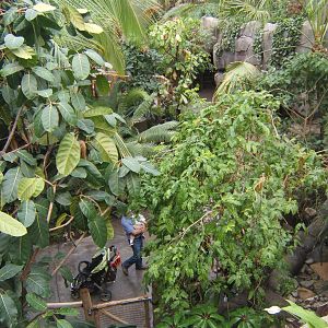 View inside Monsoon Forest walk through Aviary