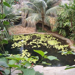 View of main False Gharial exhibit from above