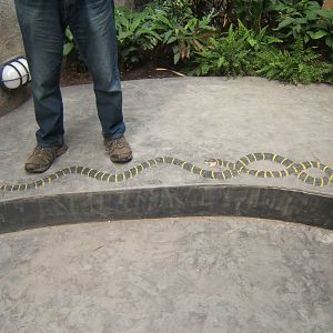 Mangrove Snake