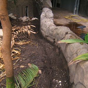 Ditch dug to stop Asian Brown tortoise escaping