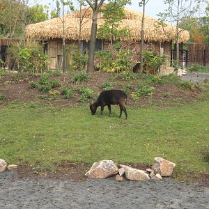 Lowland Anoa