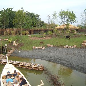 View of Lowland Anoa exhibit