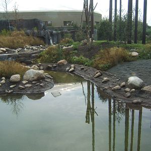 View of Sulawesi Macaques outdoor exhibit