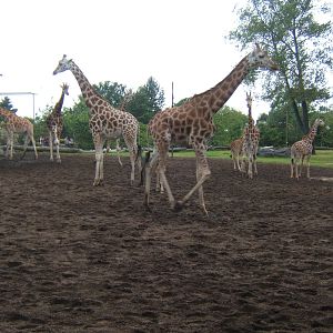 Rothschild`s Giraffe herd