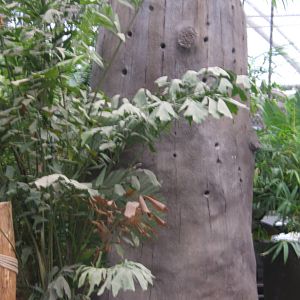 View of future Grosbeak Starling nesting holes