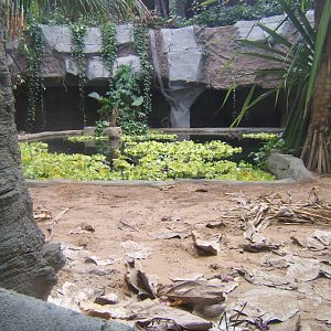 View of False Gharial exhibit