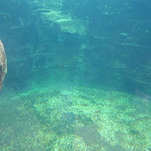 View of False Gharial exhibit pool