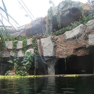 View of False Gharial exhibit