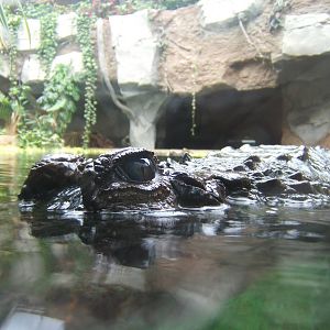 False Gharial