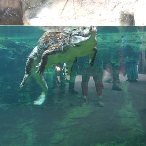 False Gharial