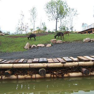 Lowland Anoa from the boat ride