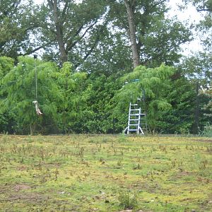 Zip wire feeding for African Hunting Dogs