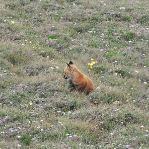 Red Fox kit - Alaska