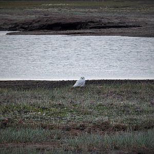 Snowy Owl - Alaska