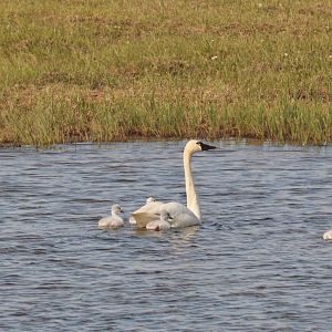 Tundra Swans - Alaska