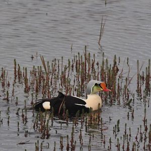 King Eider - Alaska