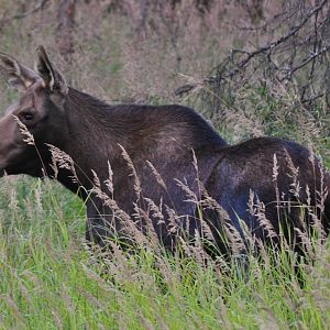 Moose - Alaska