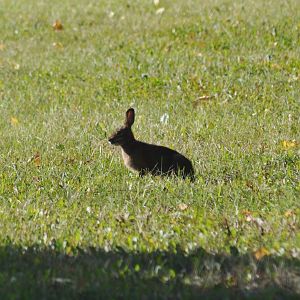 Snowshoe Hare - Alaska