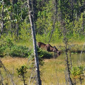 Moose - Alaska