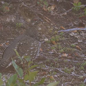 Spruce Grouse - Alaska
