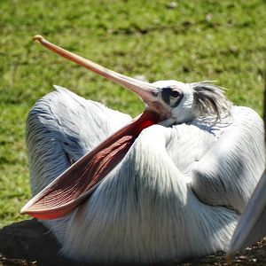 Aug. 2015 - Africa - Pink-backed Pelican