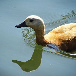 Aug. 2015 - Africa - Ruddy Shelduck