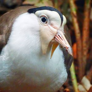 Aug. 2015 - Wings of the World - Australasia - Masked Lapwing