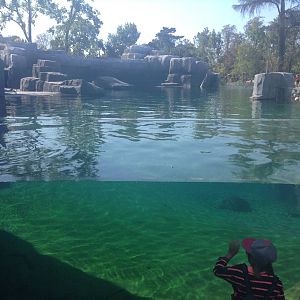 Sea Lion Enclosure - Paris Zoo