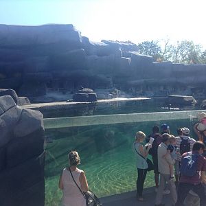 Sea Lion Enclosure - Paris Zoo