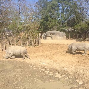 Rhino & Zebra Enclosure Pt 2