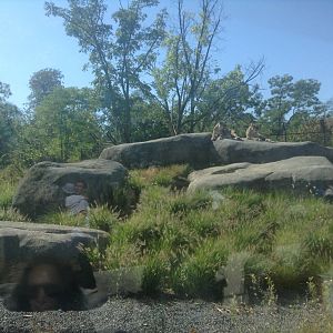 African lion Enclosure - Paris Zoo