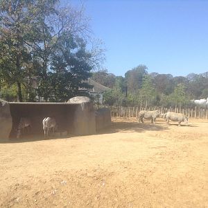 Rhino & Zebra Enclosure Pt 3