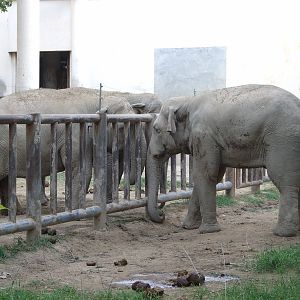Elephant meeting