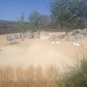 Addax Enclosure - Paris Zoo