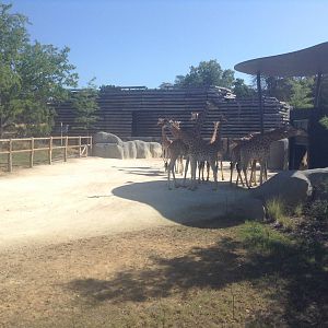 Savannah Exhibit - Paris Zoo.