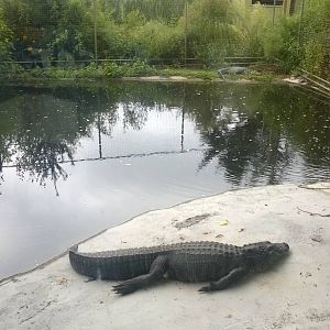 Alligators