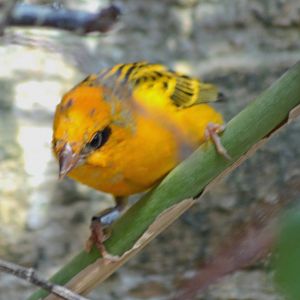 MADAGASCAN FODY (COLOUR MUTATION YELLOW)