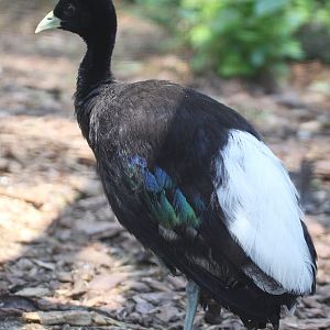 Pale-winged Trumpeter (Psophia leucoptera) August 2015