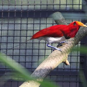 King Bird-of-Paradise (Cicinnurus regius) male, August 2015