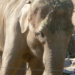 Asian Elephant