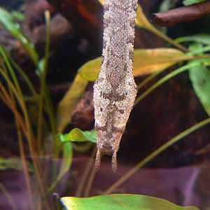 Islands- Tentacled Snake