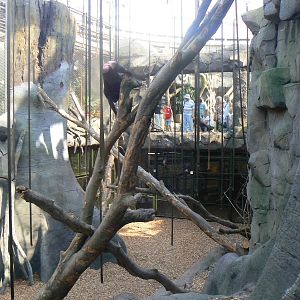 Islands- Macaque Indoors