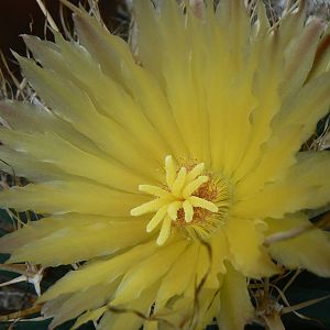 Grow Zone- Cactus Flower
