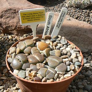 Grow Zone- Rock Plant